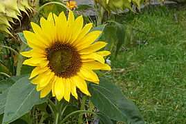 Eine Sonnenblume auf dem Hof