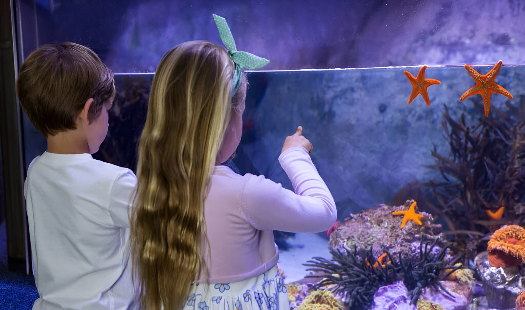 Kinder beobachten Seesterne im Aquarium Förderung der Kreativität in Kitas MV