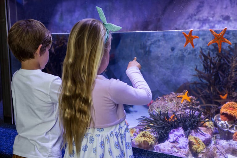 Kinder beobachten Seesterne im Aquarium Förderung der Kreativität in Kitas MV